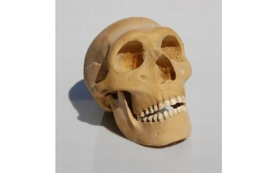 Schädelrekonstruktion von Homo sapiens neanderthalensis