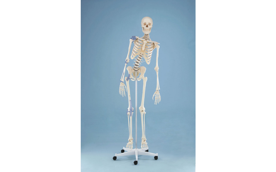 Skelett „Toni“ beweglich, mit Bandapparat
