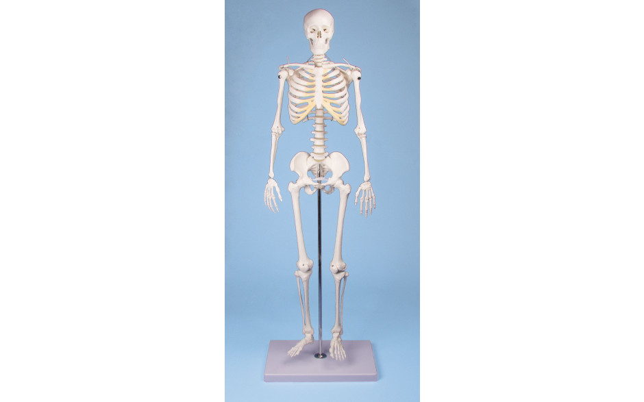 Miniatur-Skelett „Tom“