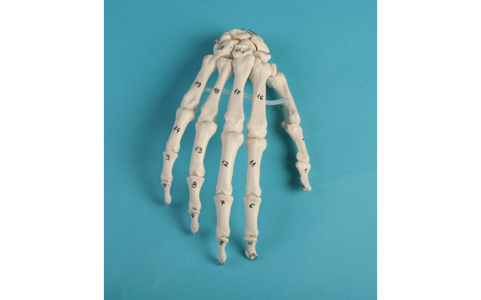 Handskelett mit Knochennummerierung